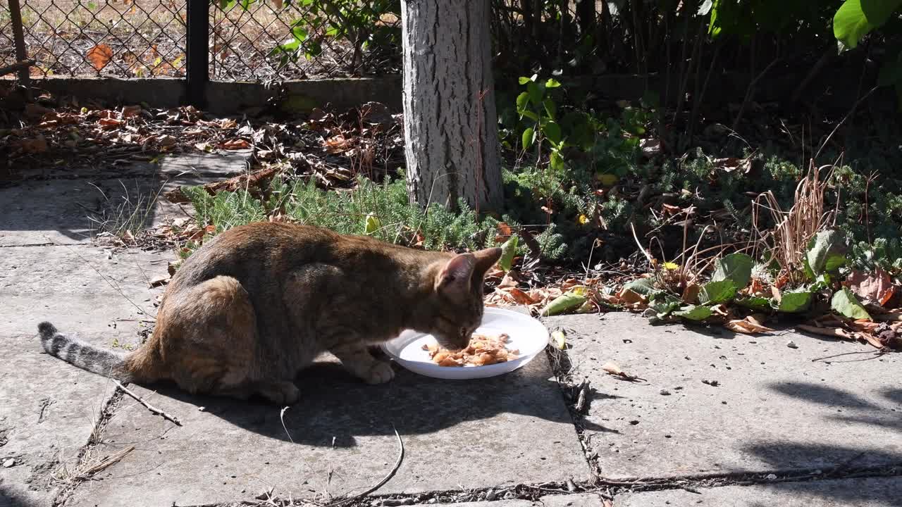 虎斑猫在地上吃白色塑料盘子里的食物视频素材