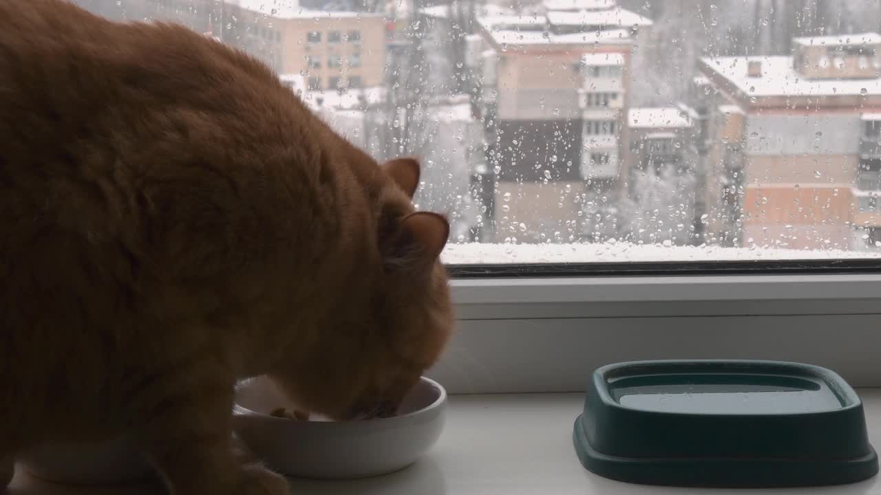 特写红猫在窗台上吃着碗里的食物，模糊的背景是窗外的雨天视频素材