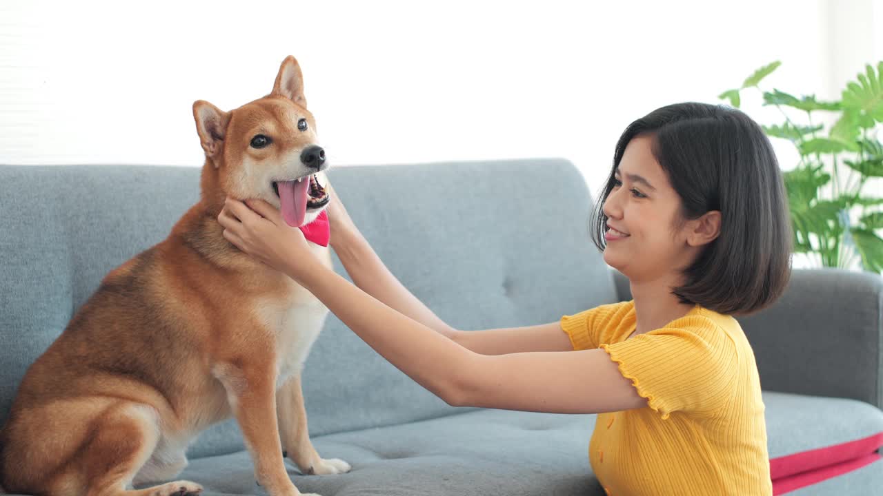 快乐的女人和宠物狗在沙发上玩，在家里玩得很开心视频素材