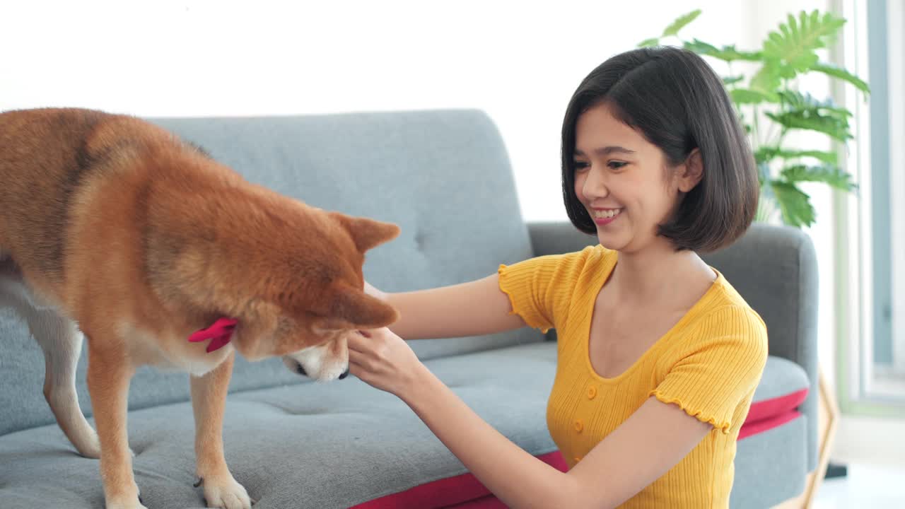 女人给零食款待柴犬在家里享受乐趣视频素材