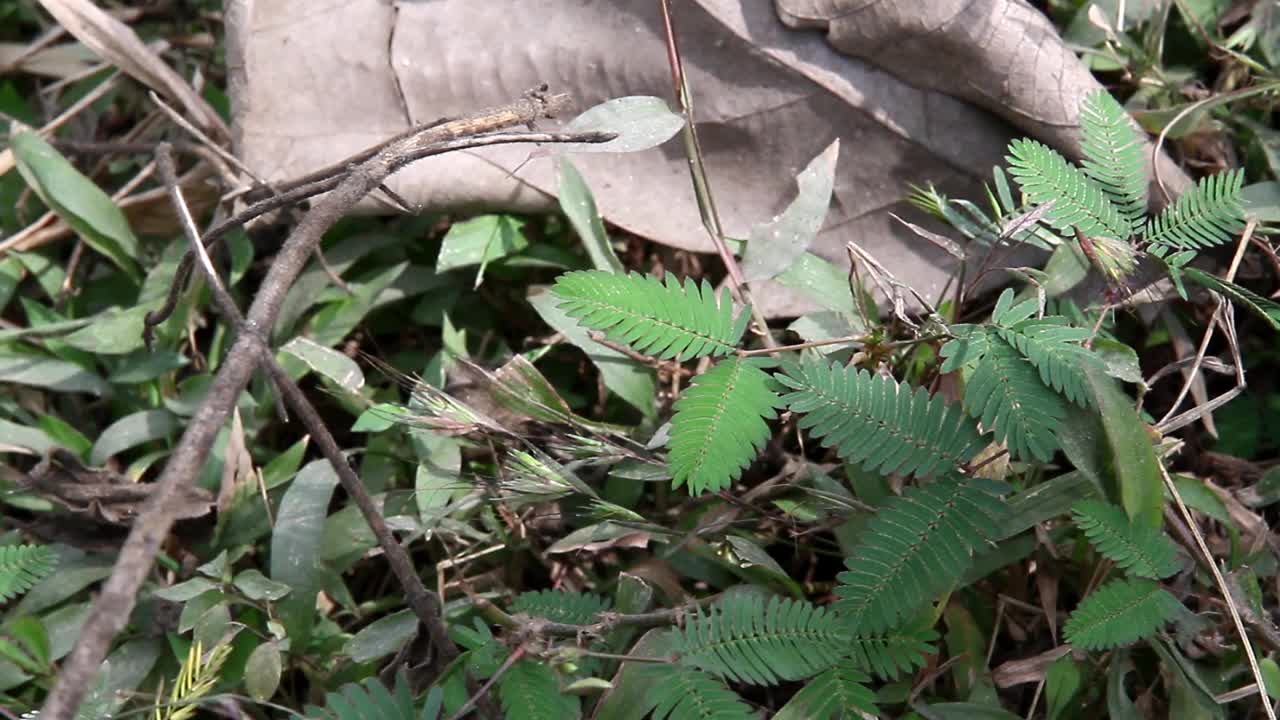 紫罗兰花含羞草敏感植物，触摸我不要植物在喀拉拉邦，印度视频素材