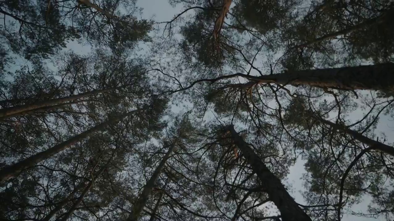 挪威的森林:旋转的树冠和天空视频素材