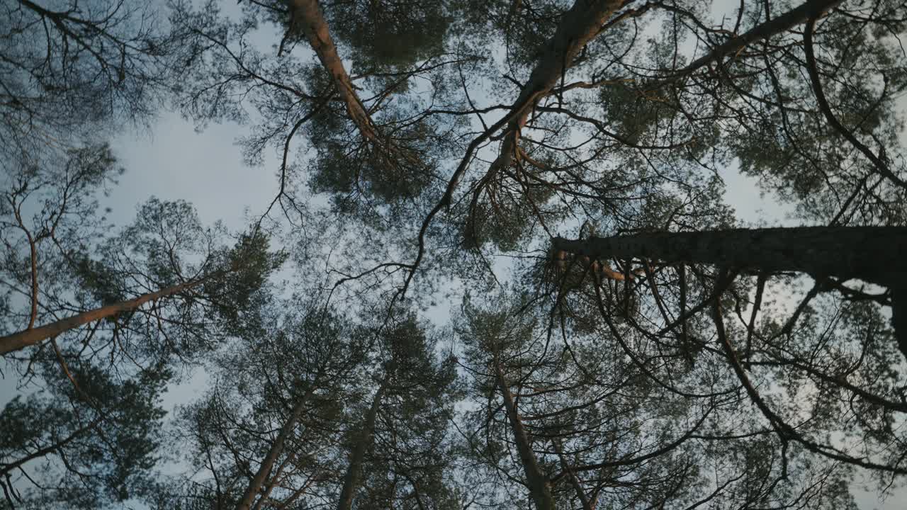 挪威的森林:旋转的树冠和天空视频素材