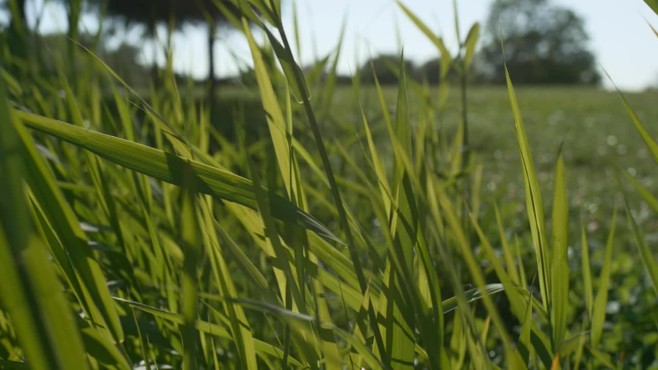 高的绿色草的特写。夏季。视频素材