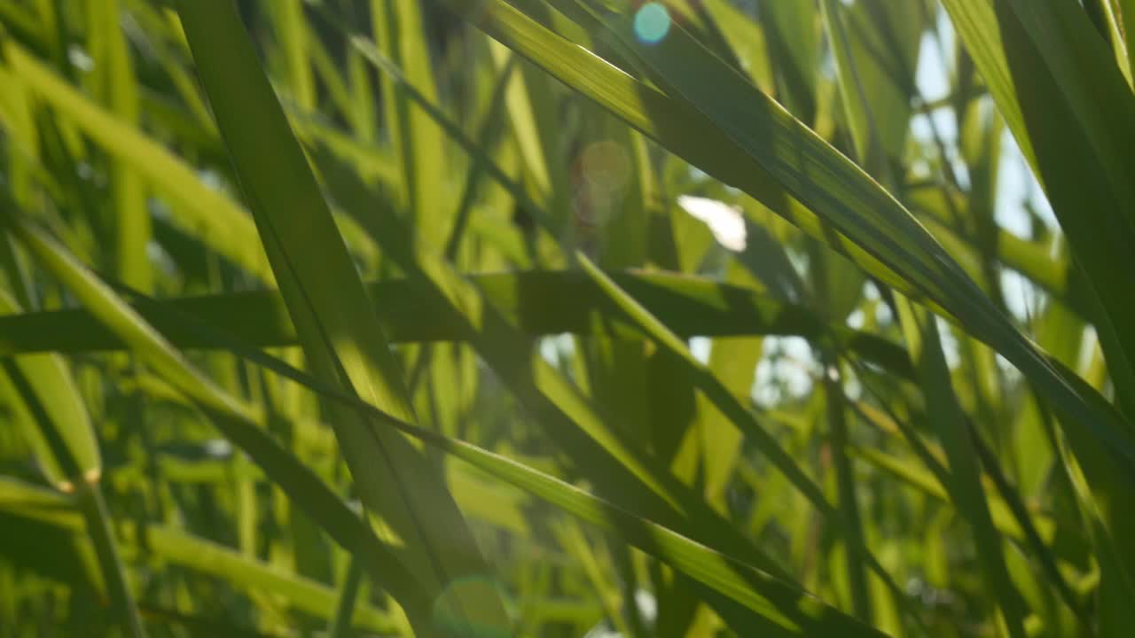 失去了高大的绿草。夏季。视频素材