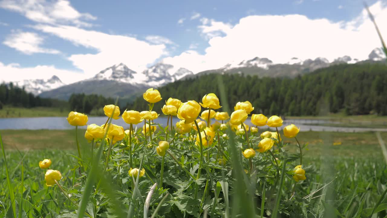 黄色的花和高山湖泊与远处的山脉视频素材