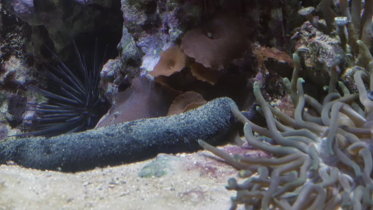 海洋水族馆鱼类学校，深海世界全景视图视频素材