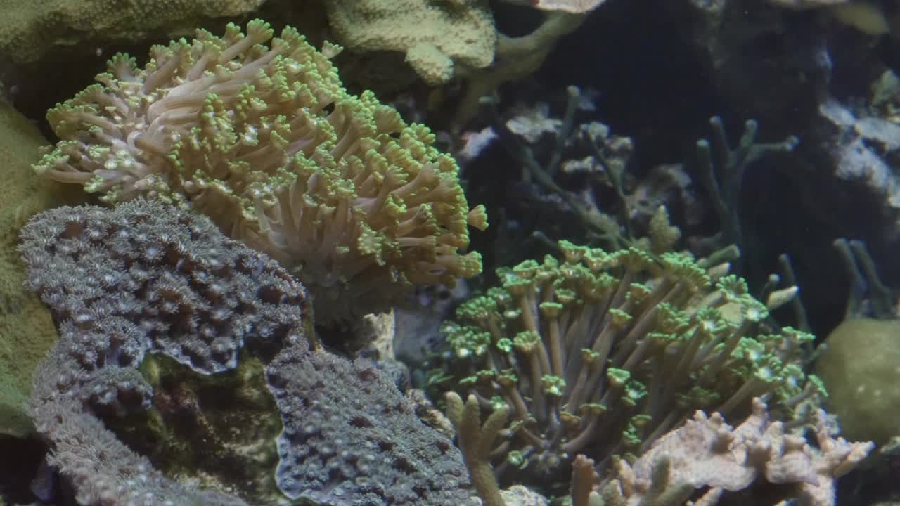 海洋水族馆鱼类学校，深海世界全景视图视频素材