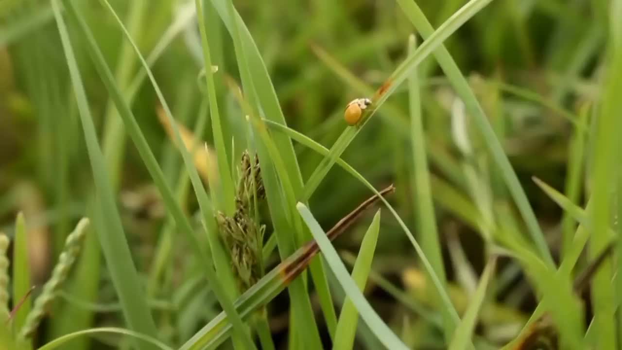 昆虫栖息在草梗上视频素材