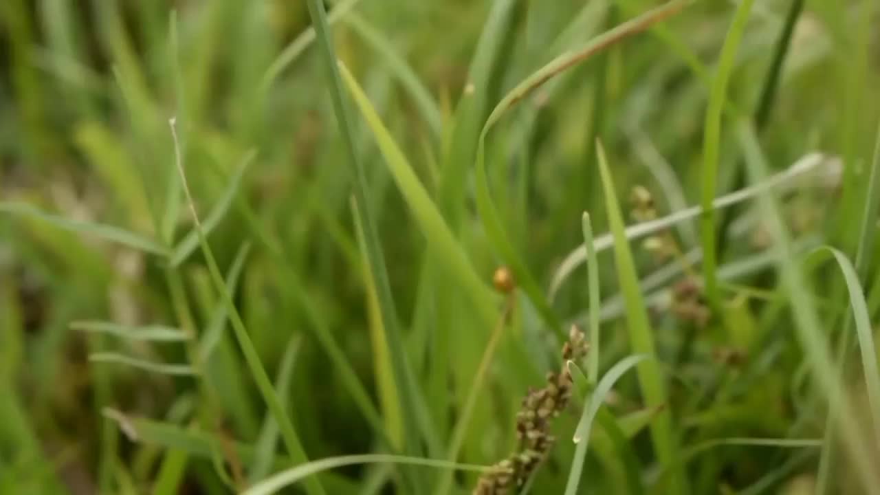 昆虫栖息在草梗上视频素材