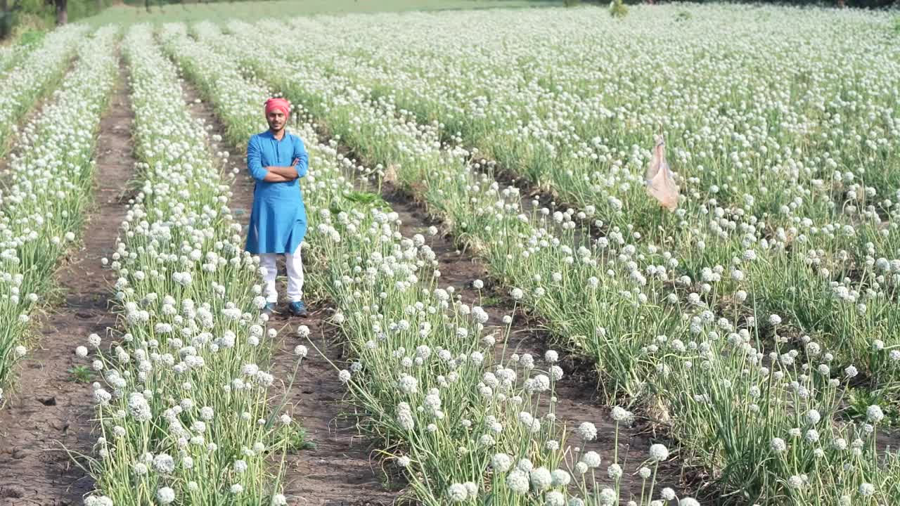 年轻的印度农民在洋葱农场视频素材