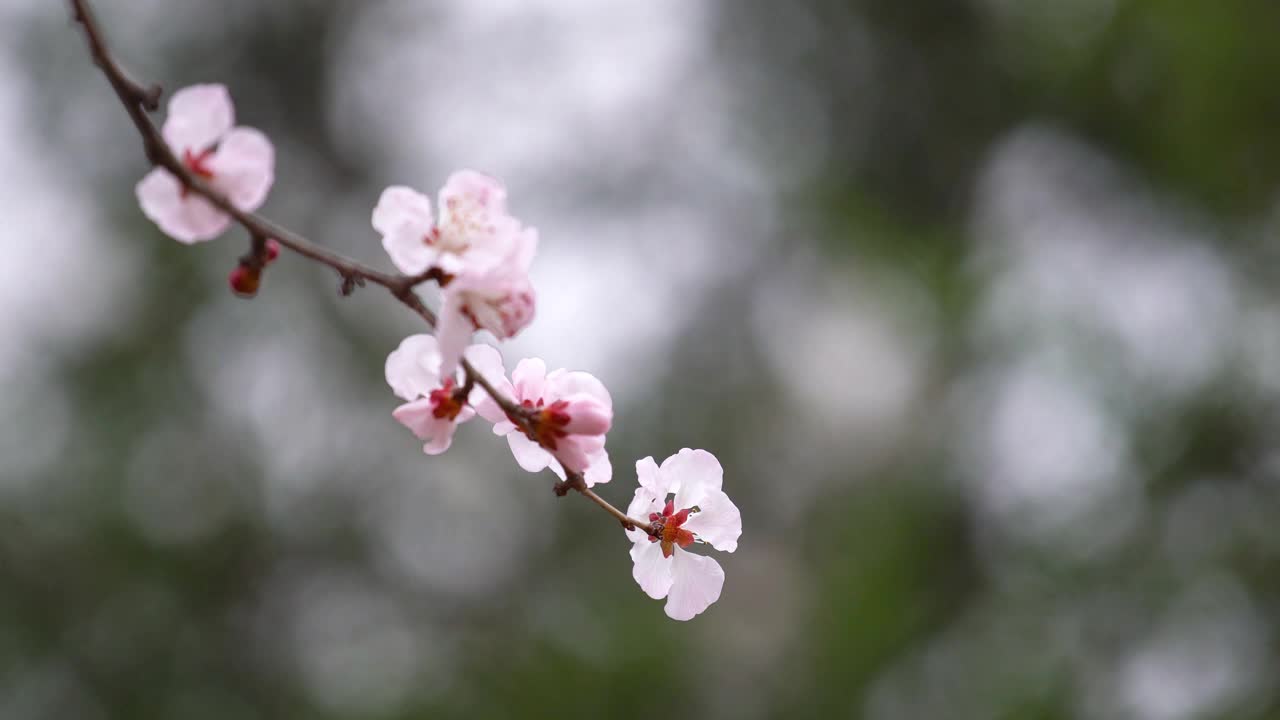 春天樱花盛开视频素材