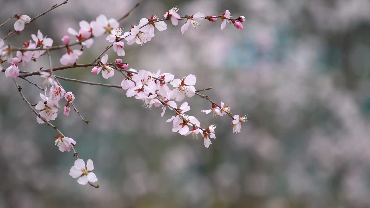 春天樱花盛开视频素材