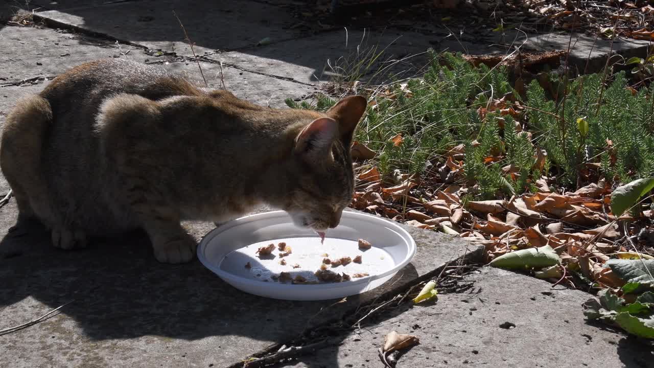 虎斑猫吃了白色塑料盘子里的食物，然后跑开了视频素材