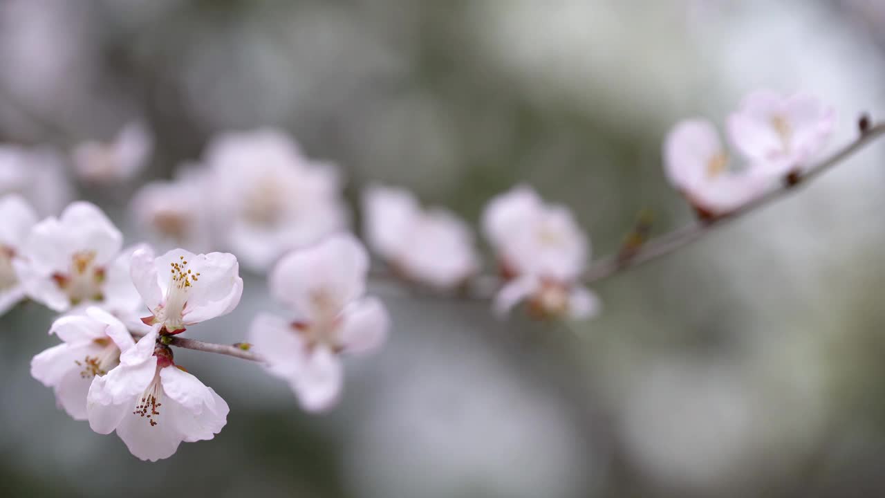 春天樱花盛开视频素材