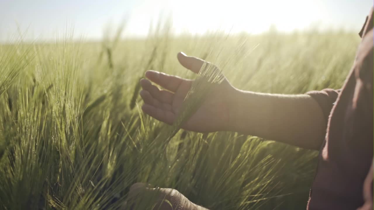 在一个温暖的夏日清晨的日出背景下，年轻的农民触摸着绿色的麦秆，几乎接近麦粒，享受着丰收的喜悦——慢镜头视频素材