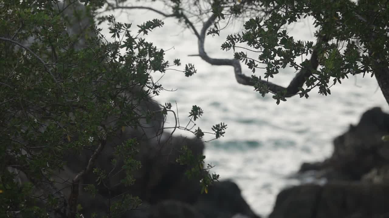 树枝在阳光下随风摇摆，特写慢镜头。针叶林公园在清晨或傍晚魔法光的黄金时刻。夏日海边，微风吹拂。积极的放松娱乐视频素材