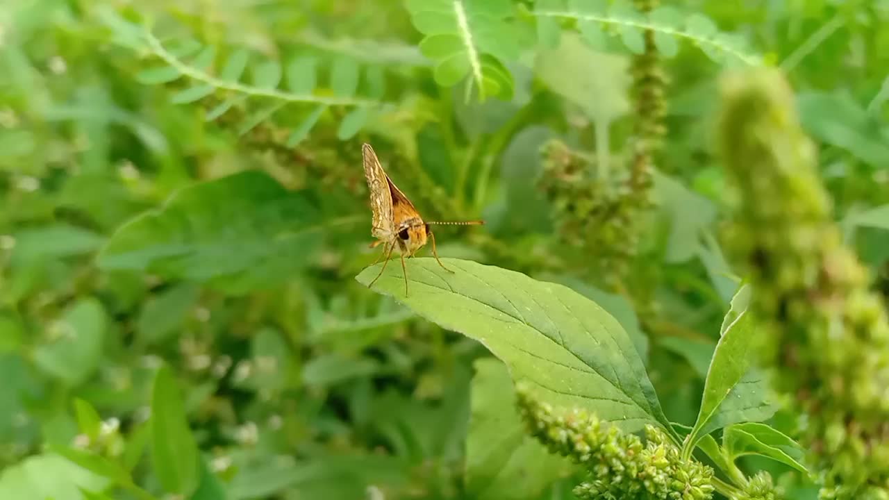 一只蝴蝶停在一片草叶上视频素材