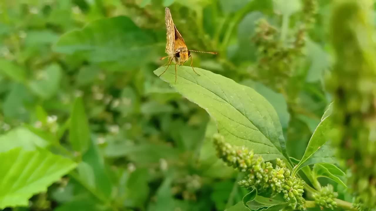 一只蝴蝶停在一片草叶上视频素材