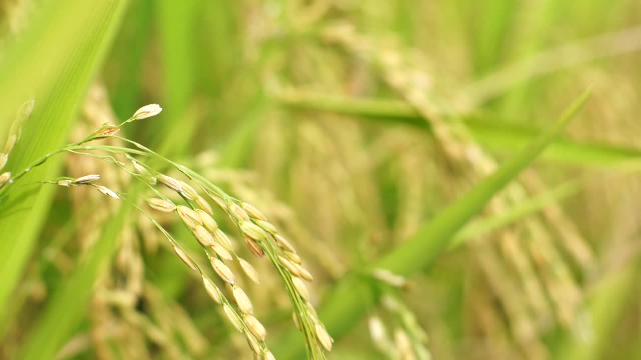 黄米饭树视频素材