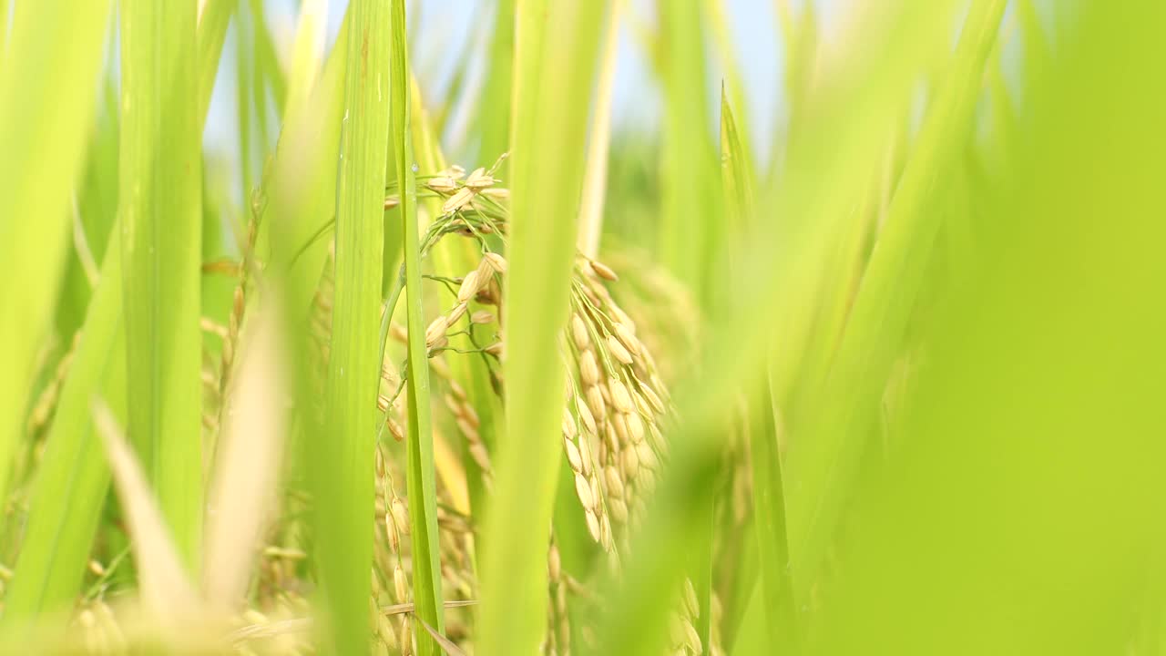 黄米饭树视频素材