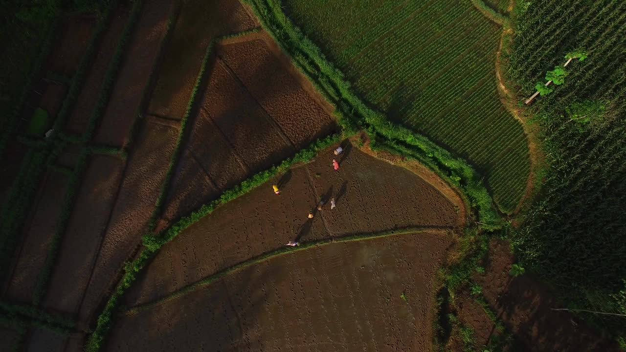 空中农民在田里种植水稻视频素材