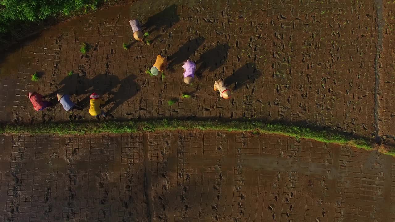 空中农民在田里种植水稻视频素材