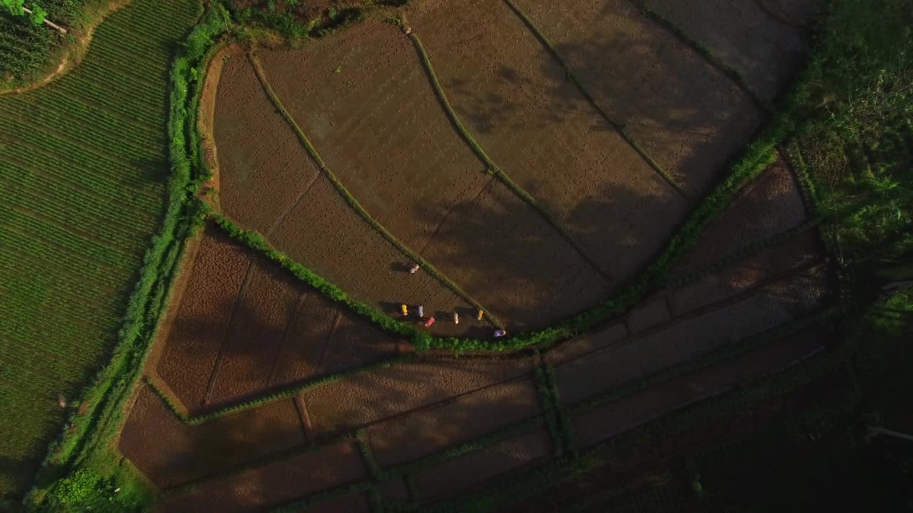 空中农民在田里种植水稻视频素材