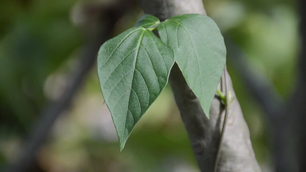 大自然花园里的常青藤叶子视频素材