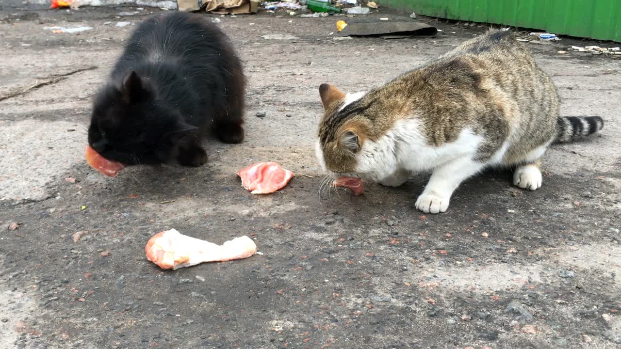 两只饥饿的流浪猫在城市街道的垃圾堆上吃饲料或肉。视频素材