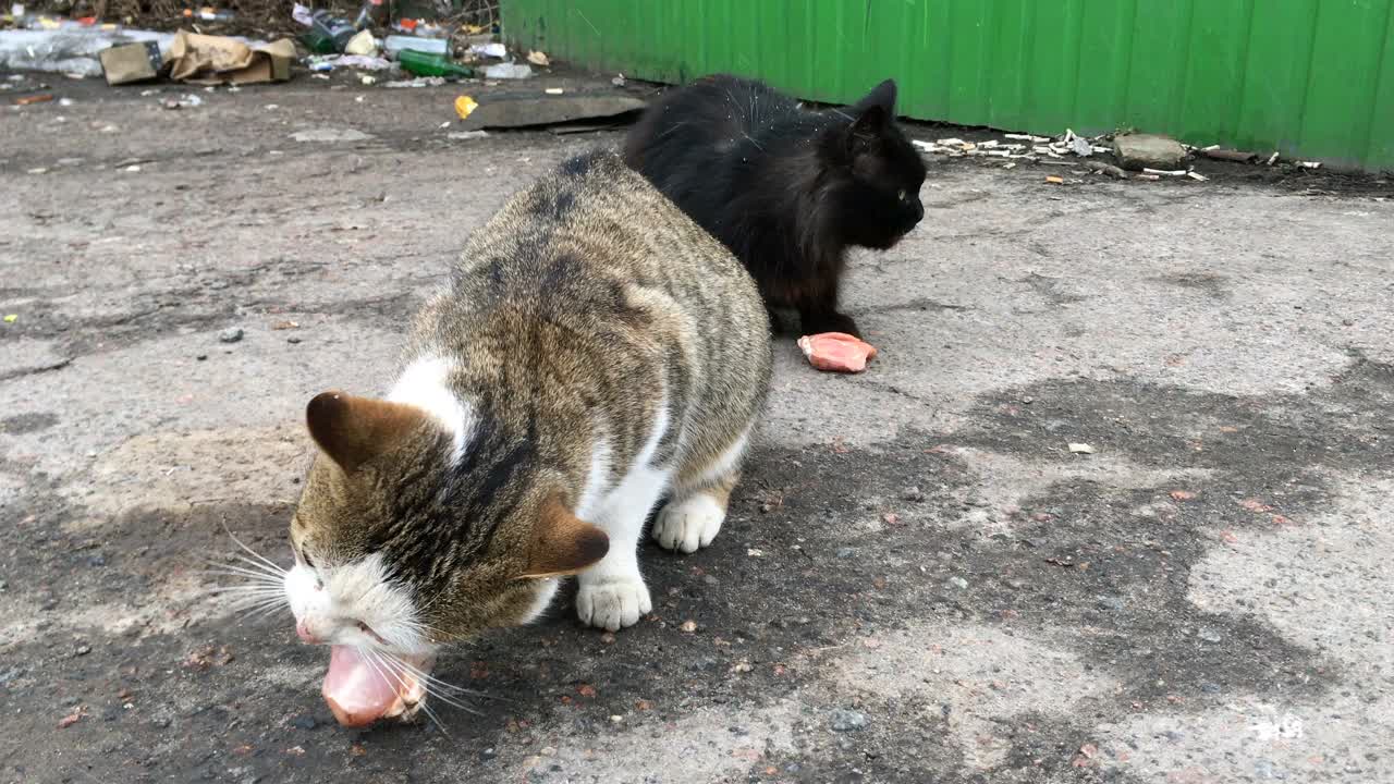 两只饥饿的流浪猫在城市街道的垃圾堆上吃饲料或肉。视频素材