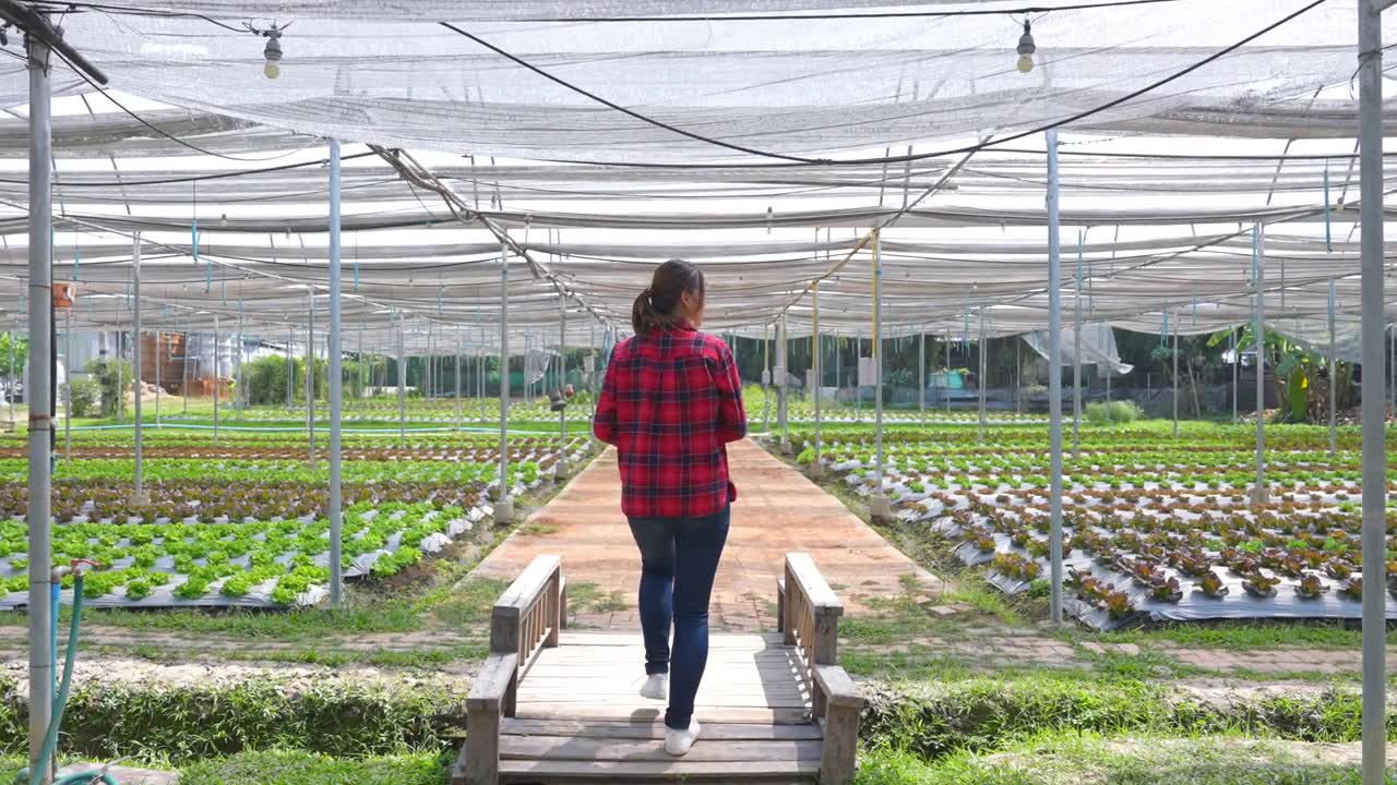 4K亚洲女农民行走和工作在数字平板电脑检查蔬菜农场沙拉蔬菜。视频素材画面1