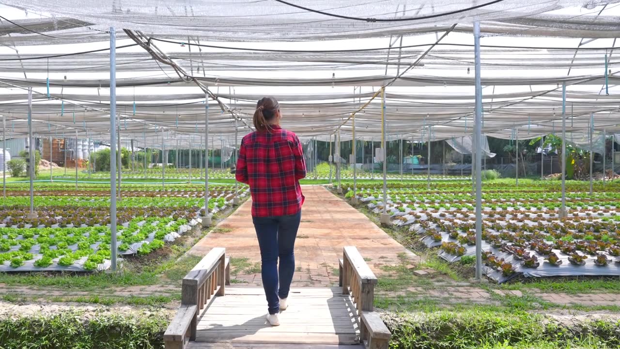4K亚洲女农民行走和工作在数字平板电脑检查蔬菜农场沙拉蔬菜。视频素材画面2