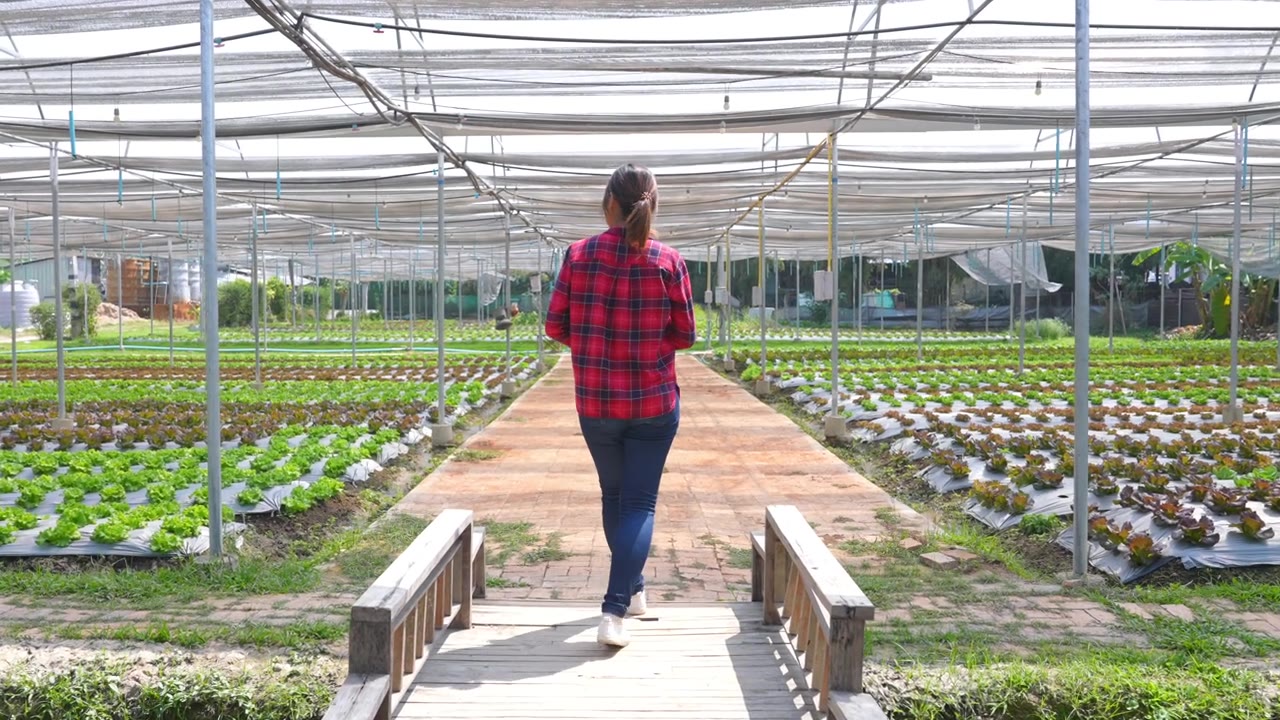 4K亚洲女农民行走和工作在数字平板电脑检查蔬菜农场沙拉蔬菜。视频素材画面3