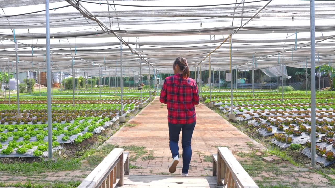 4K亚洲女农民行走和工作在数字平板电脑检查蔬菜农场沙拉蔬菜。视频素材画面4