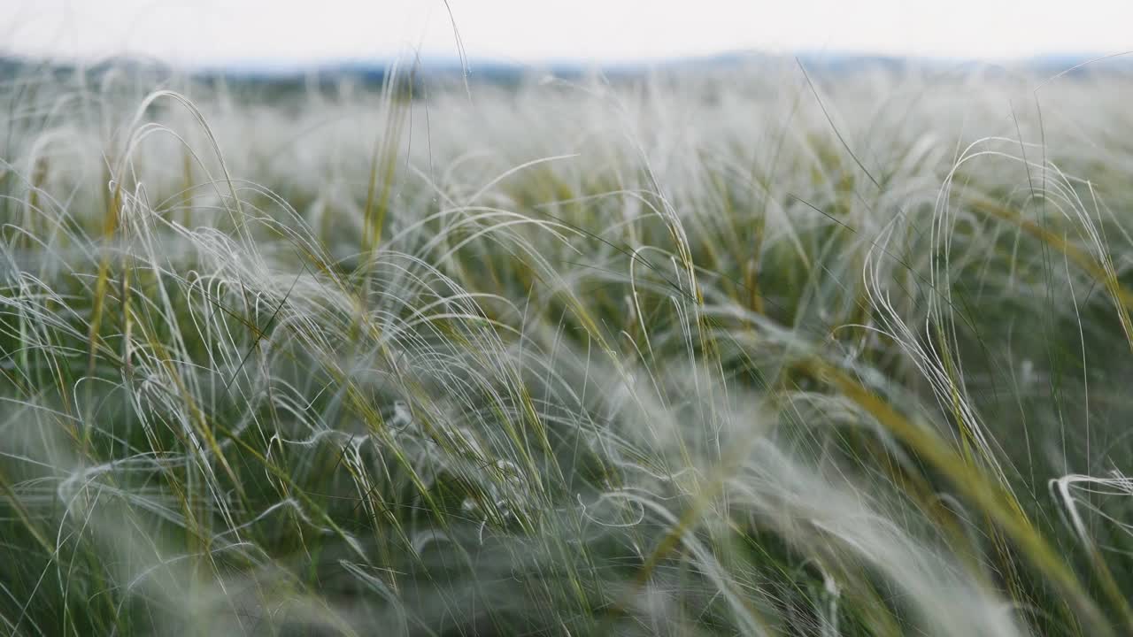 森林草地上的野生羽毛草视频素材