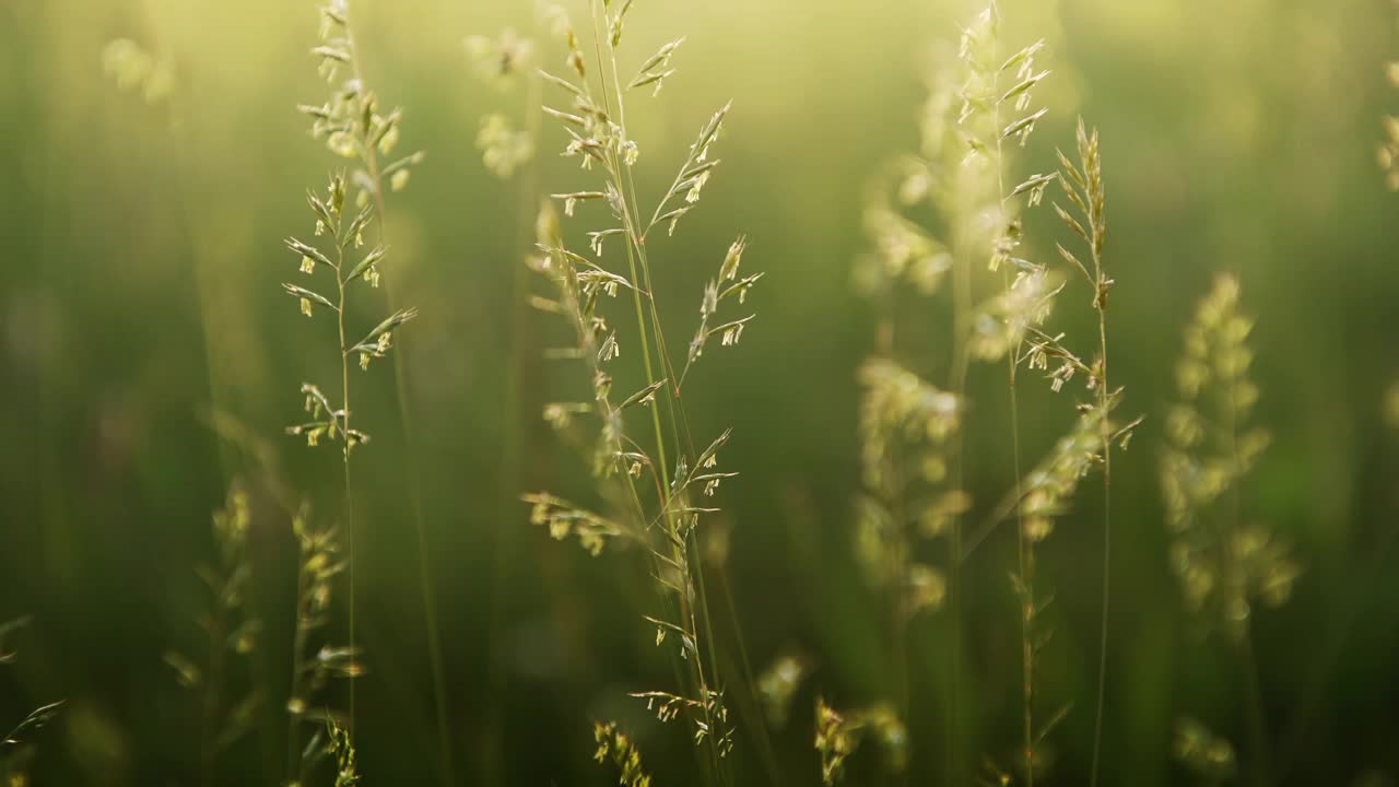 日落时森林草地上的绿草视频素材