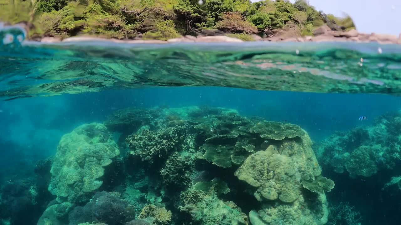 清澈的海水里的珊瑚礁，泰国视频素材