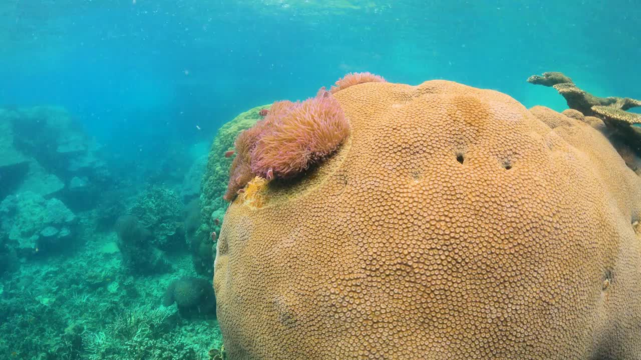 清澈的海水里的珊瑚礁，泰国视频素材