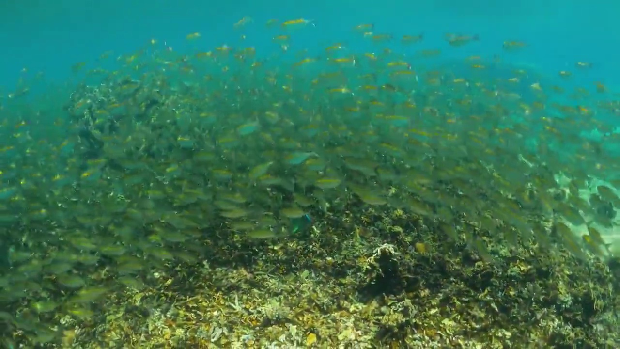 浅水珊瑚礁海中一群黄条纹鲹鱼视频素材