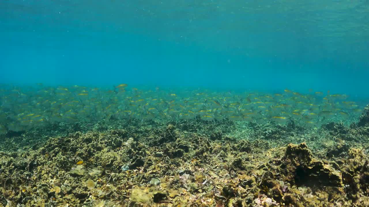 浅水珊瑚礁海中一群黄条纹鲹鱼视频素材