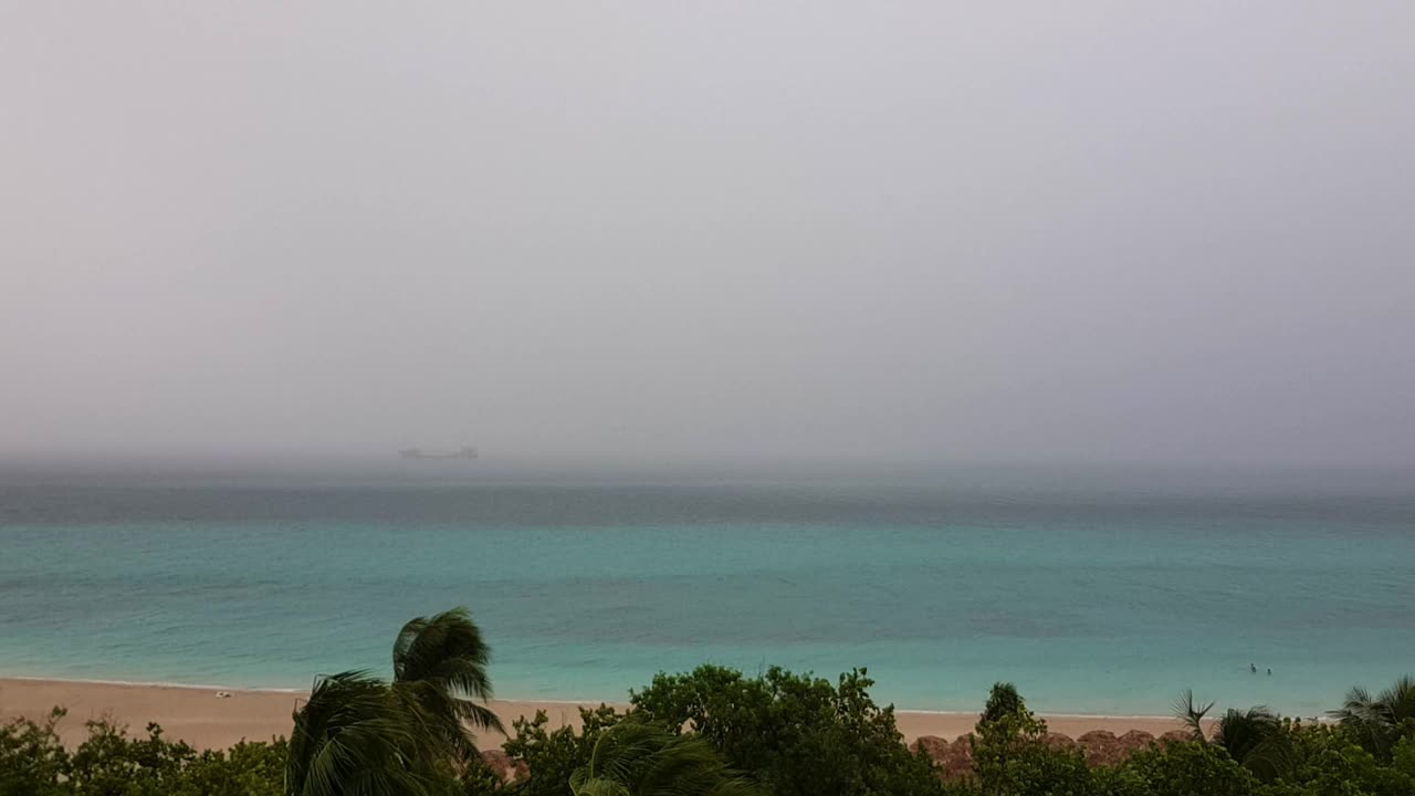 树木和棕榈树在大雨和强风中在海岸视频素材