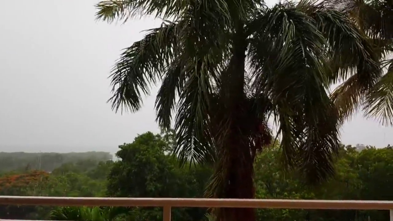 热带棕榈树下的雨在一个有风的日子。视频素材