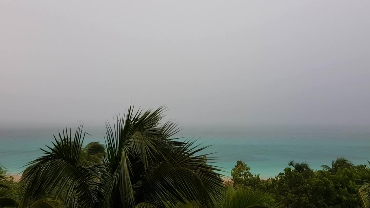 树木和棕榈树在大雨和强风中在海岸视频素材