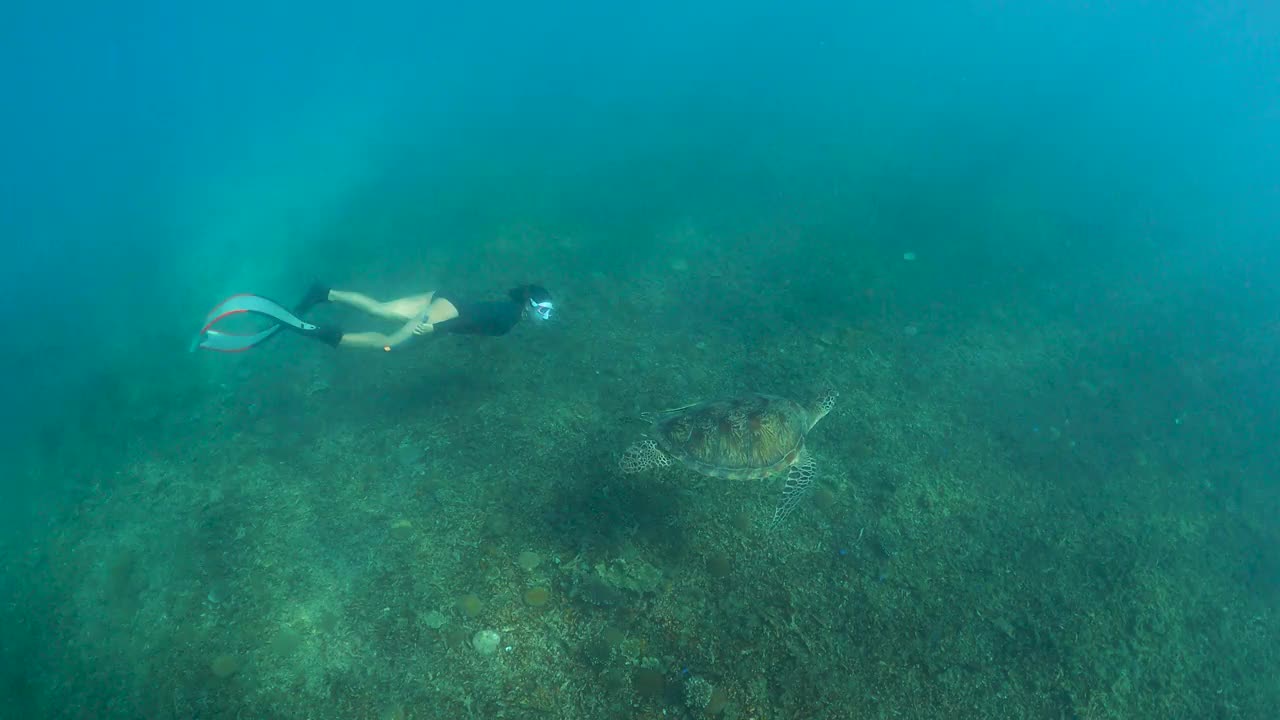 年轻女子和绿海龟在海里自由潜水视频素材