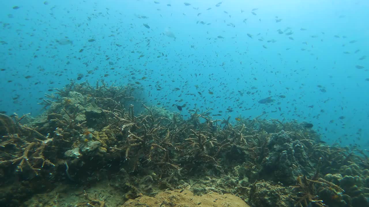 清澈的海水里的珊瑚礁，泰国视频素材