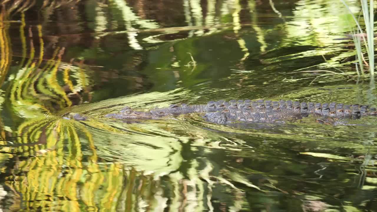 美国鳄鱼视频素材