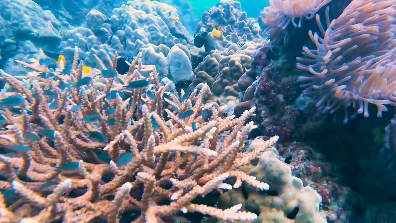 清澈的海水里的珊瑚礁，泰国视频素材