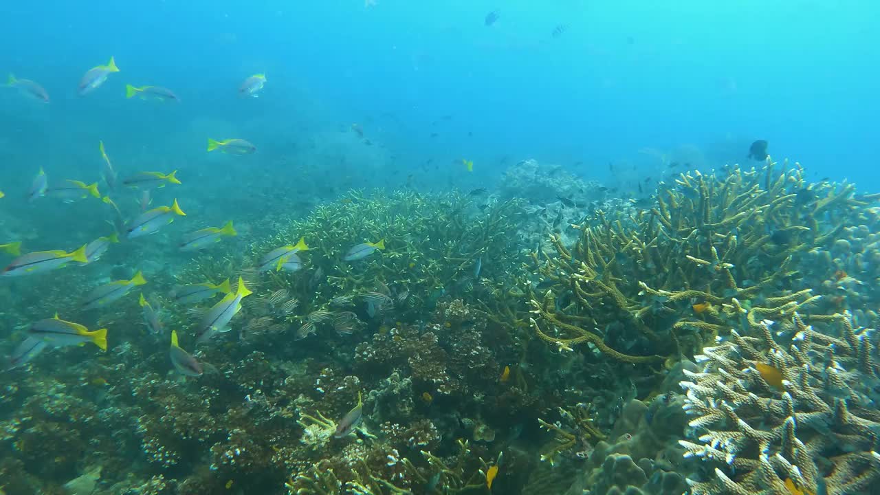 水生生物鱼类和珊瑚礁的海洋，白色的岩石，高涛，泰国视频素材