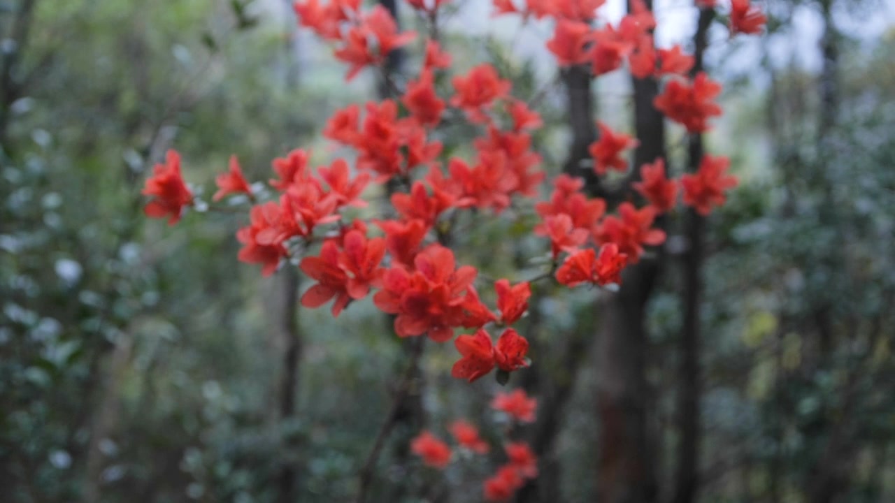 杜鹃花随风摇曳视频素材画面1